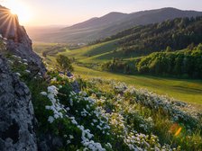 цветы на холме