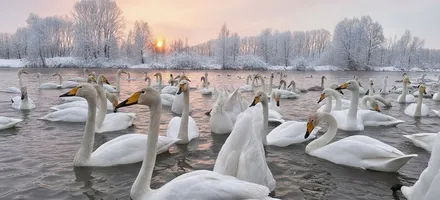 4_Зимняя_сказка_Лебединой_озеро_2