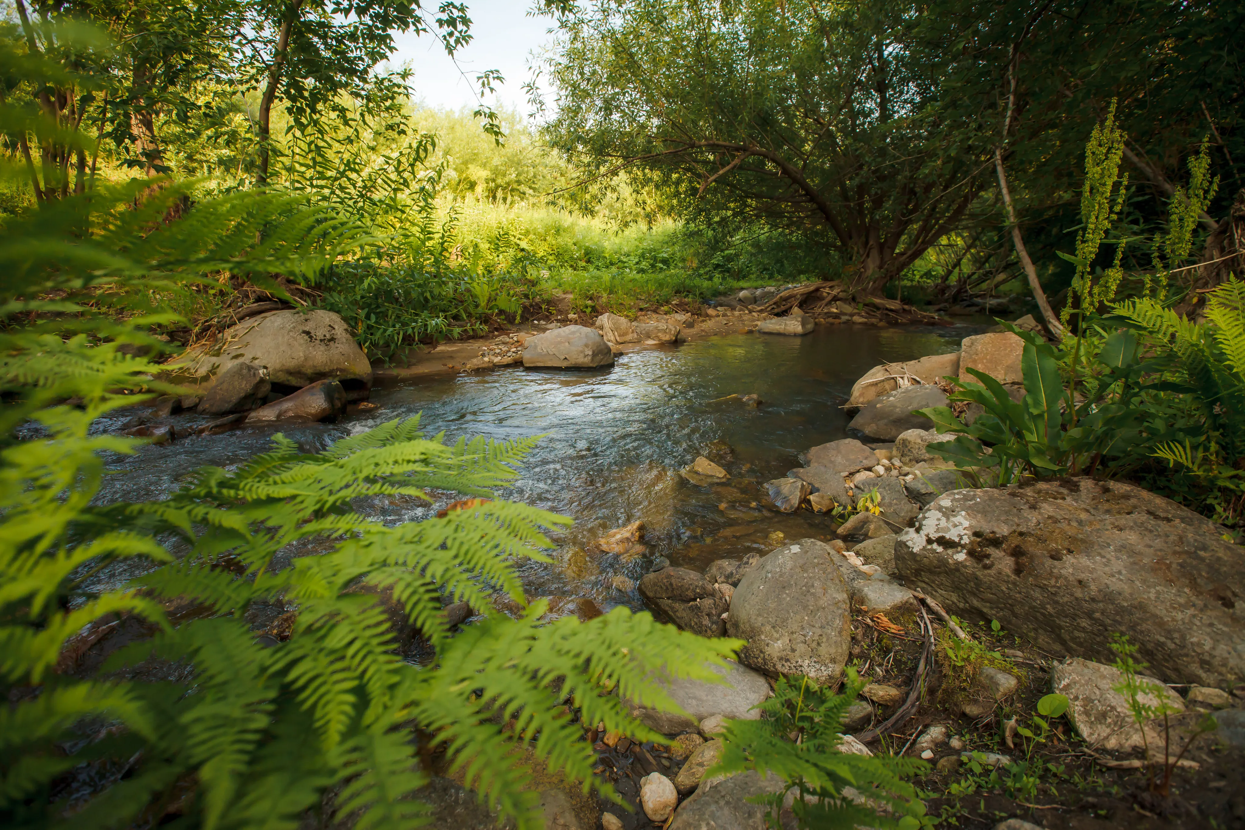 Река в лесу