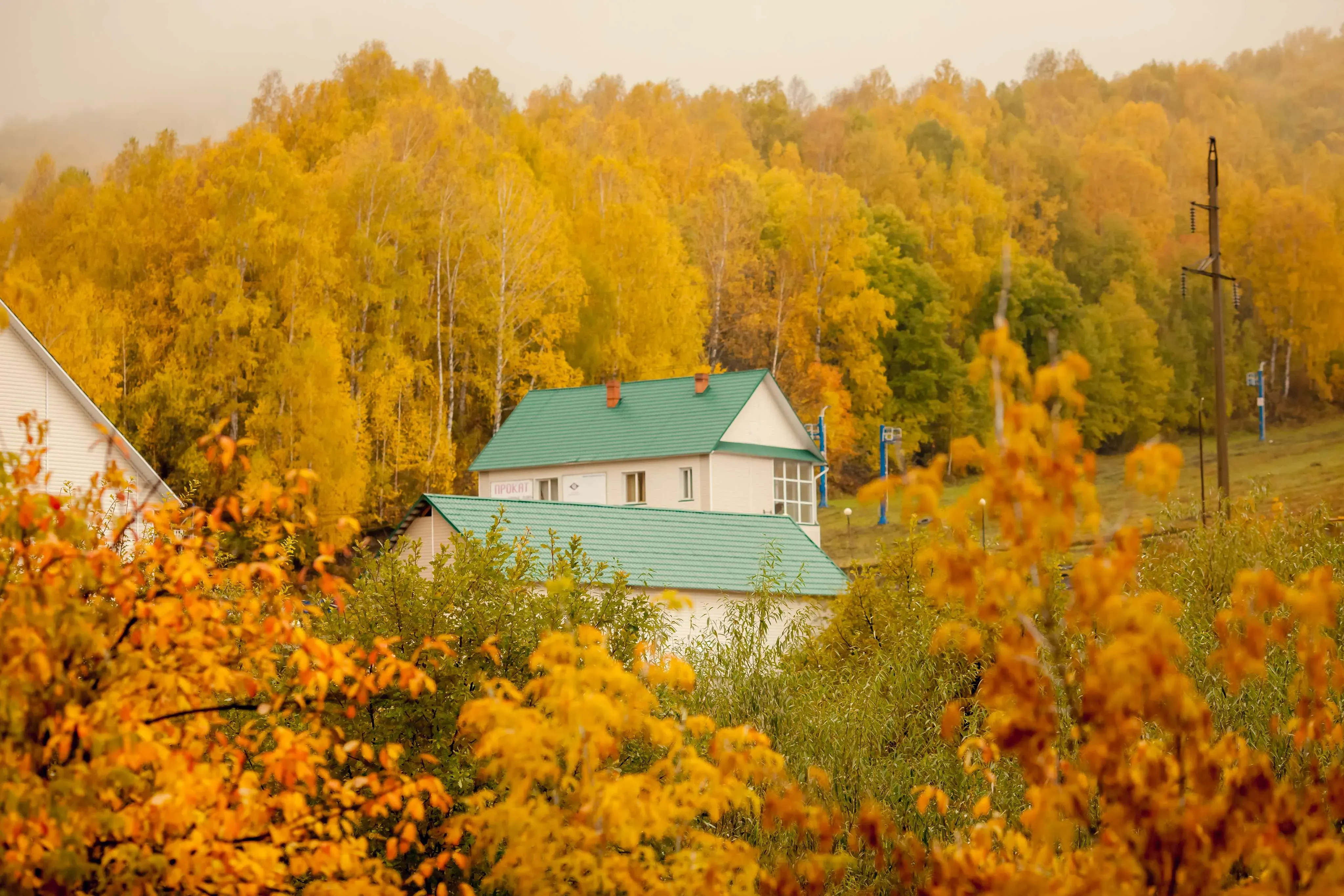 дом на фоне леса