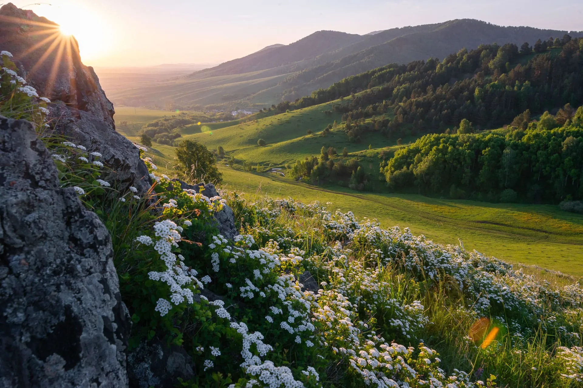 пейзаж долины с ромашками на холме
