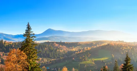 berezovyi-les-v-solnecnyi-polden-vo-vrema-osennego-sezona (1)