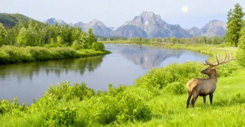 олень рядом с рекой