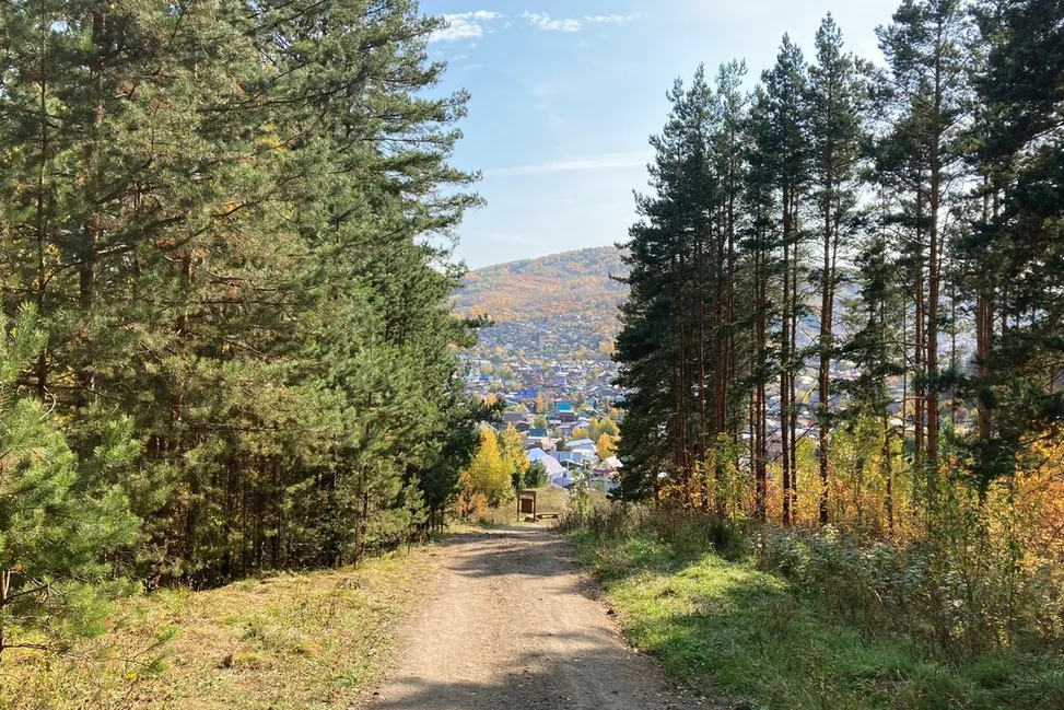 дорога в лесу с видом на долину