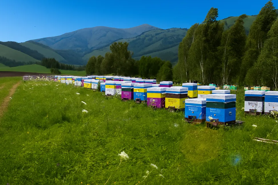пасека
