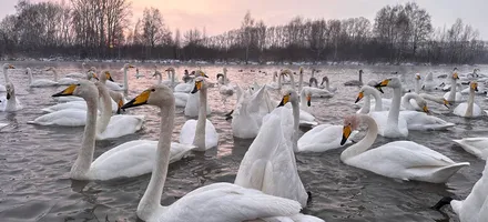 Лебединый заказник (существует с 1973 года)