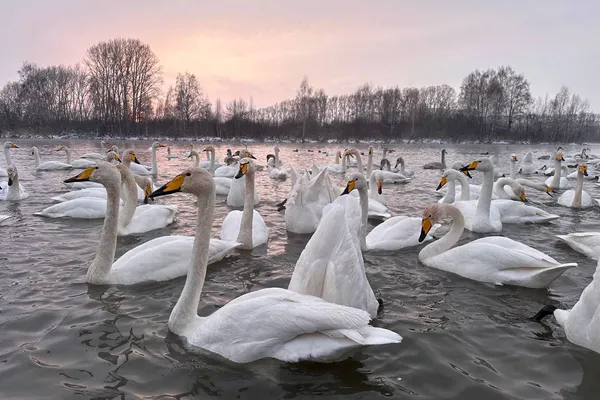 Лебединый заказник (существует с 1973 года)