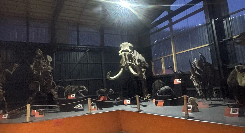 ископаемые древних животных