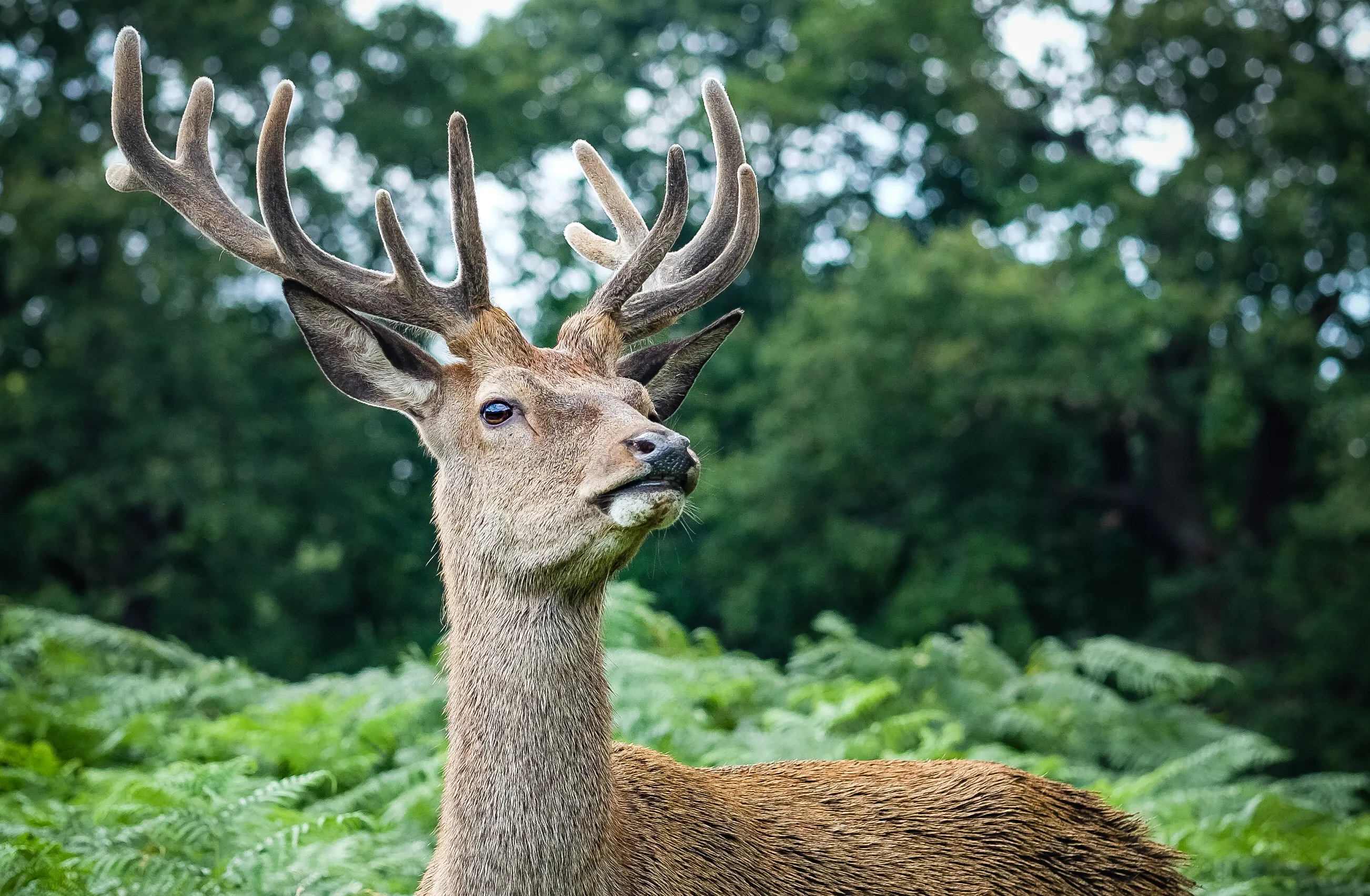 samec-losa-v-okruzenii-travy-i-derev-ev